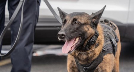 Polisin güllələdiyi itin sahibinə yarım milyon dollar verilib - ABŞ-də