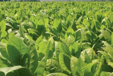 Azərbaycana tütün idxalı artıb Azərbaycana tütün idxalı artıb