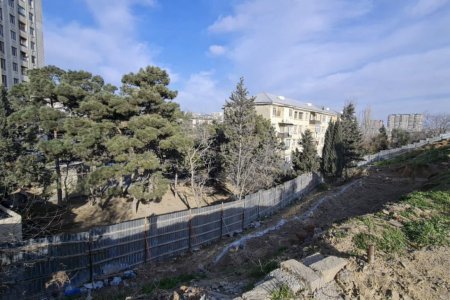 “Park Əcəmi” yaşayış kompleksinin tikintisi zamanı ağaclar hansı şərtlərlə kəsilib? Fotofakt